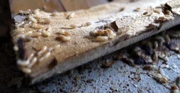 Jasa Anti Rayap sebagai Upaya Melindungi Bangunan